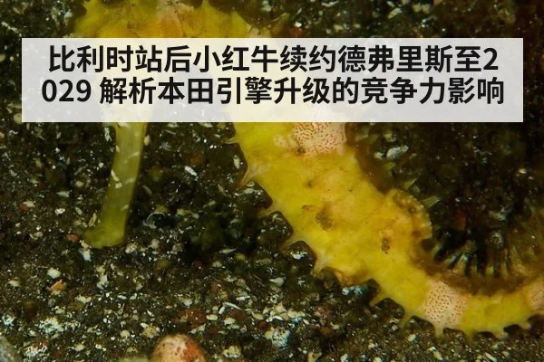 比利时站后小红牛续约德弗里斯至2029 解析本田引擎升级的竞争力影响